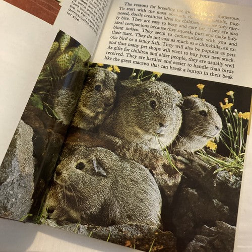 BOOK: BREEDING GUINEA PIGS By Jennifer Axelrod Vintage Hardcover 1980 Pets