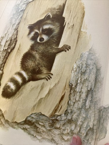 BOOK: Character Sketches Volume 1 1978 Hardcover Illustrated Nature Vintage